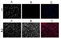Helicobacter pylori in the group Antibodies Other Species / Bacteria at Agrisera AB (Antibodies for research) (AS01 020)